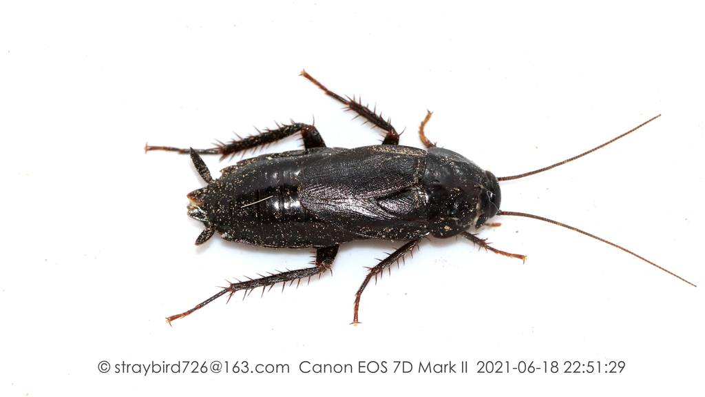 Japanese Cockroach from 中国北京市石景山区 on June 18, 2021 at 10:51 PM by Nan ...