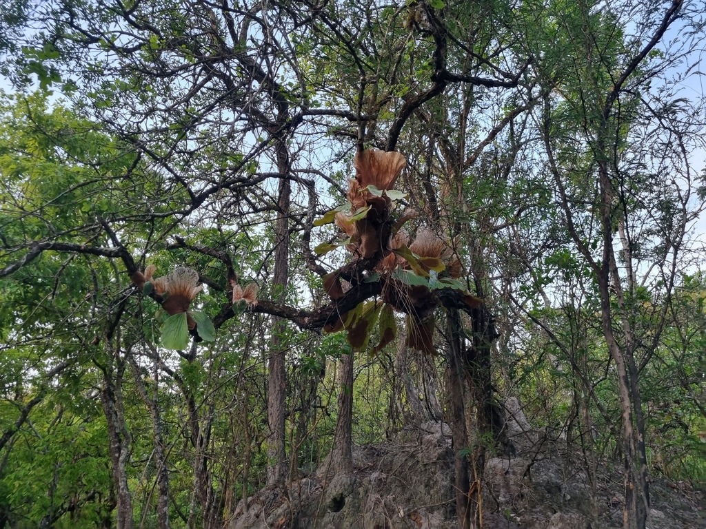 Mounted staghorn fern on a wooden board