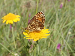 Melitaea aurelia