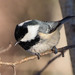 Coal Tit - Photo (c) Leonid, some rights reserved (CC BY-NC), uploaded by Leonid