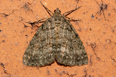 Pseudocoremia indistincta