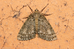 Pseudocoremia indistincta