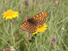Melitaea aurelia