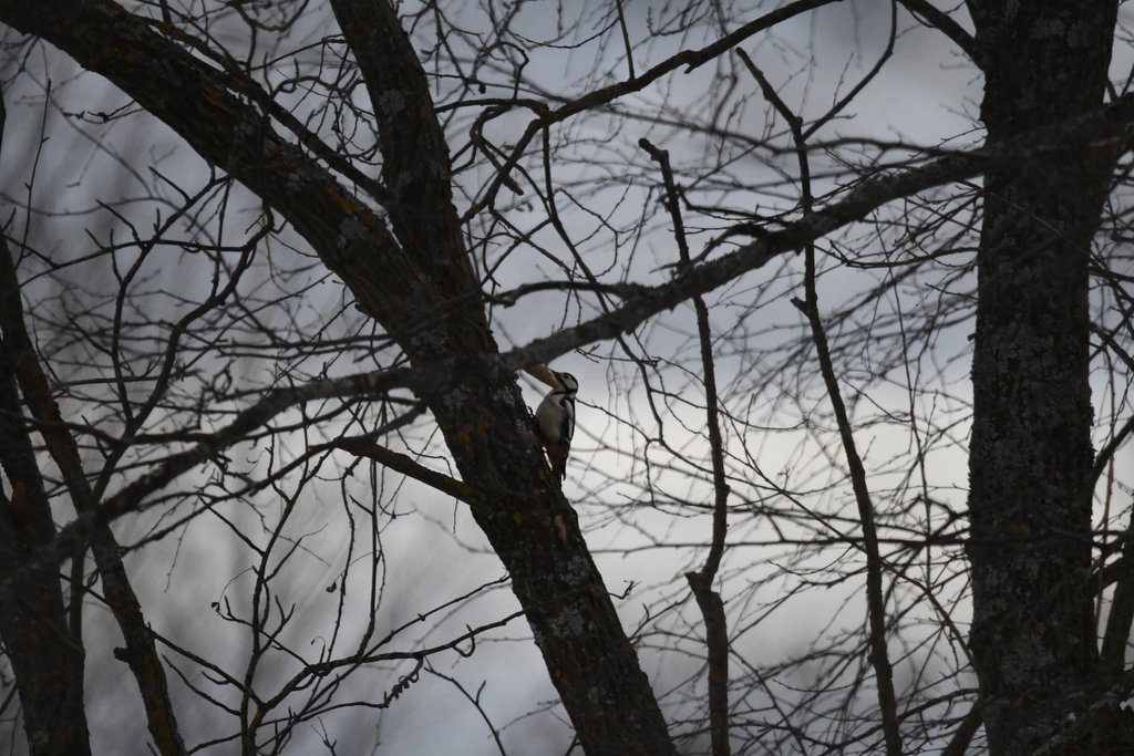 Great Spotted Woodpecker from Комсомольск, Ивановская обл., Россия, 155150 on November 17, 2023 at 01:34 PM by olgakailova
 ·  iNaturalist