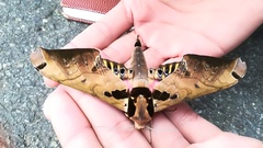 Adhemarius sexoculata