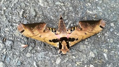 Adhemarius sexoculata