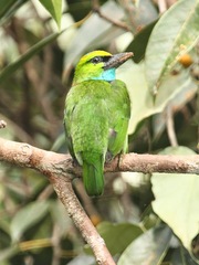 Yellow-Crowned Barbet photo 2