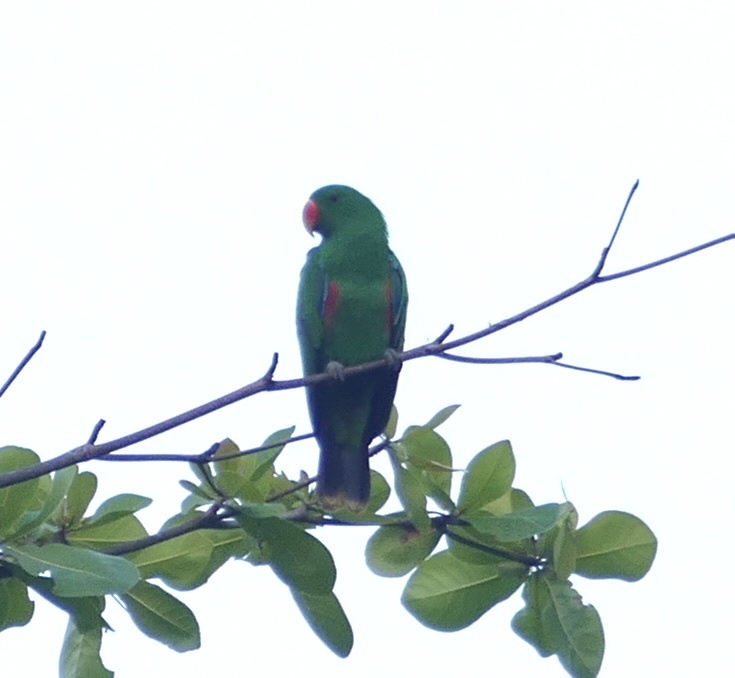 Moluccan Eclectus