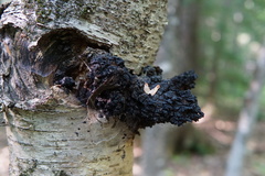 Inonotus obliquus sterilis