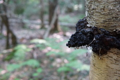 Inonotus obliquus sterilis