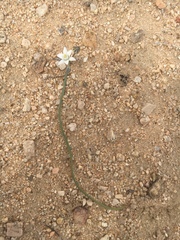 Muilla coronata