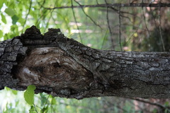 Neonectria ditissima