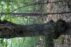 Neonectria ditissima