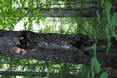 Neonectria ditissima