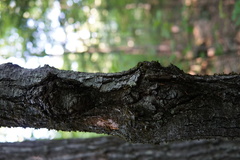 Neonectria ditissima