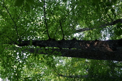 Neonectria ditissima