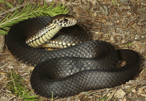 Highlands Copperhead sighting