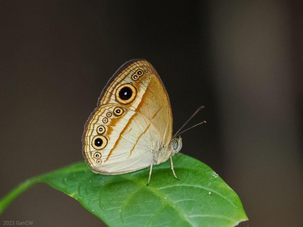 Mycalesis ita