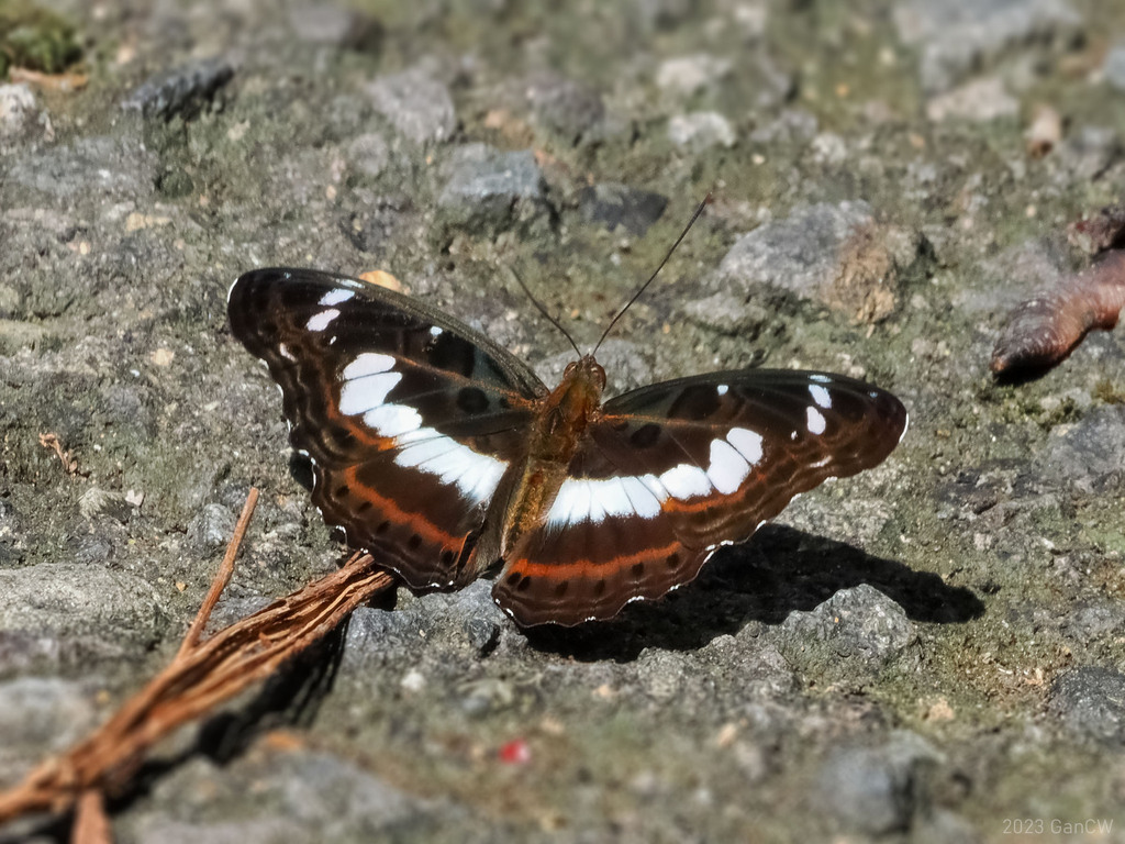 Moduza urdaneta