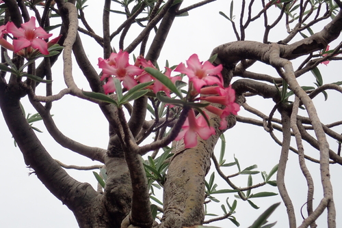 desert rose