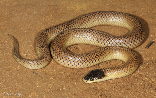 Black-naped Hooded Snake sighting