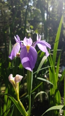 Iris giganticaerulea