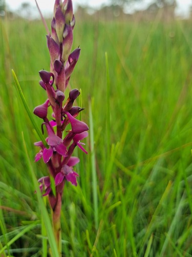 Ramshorn Disa