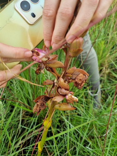 Eulophia latilabris