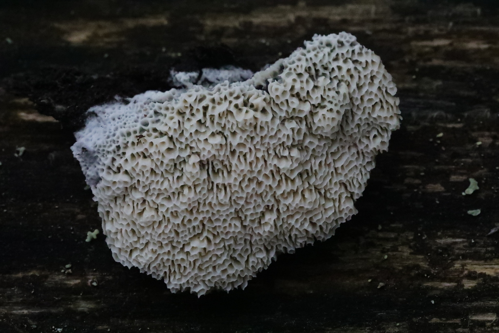 Aporpium macroporum
