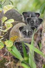 Small-Toothed Palm Civet photo 5