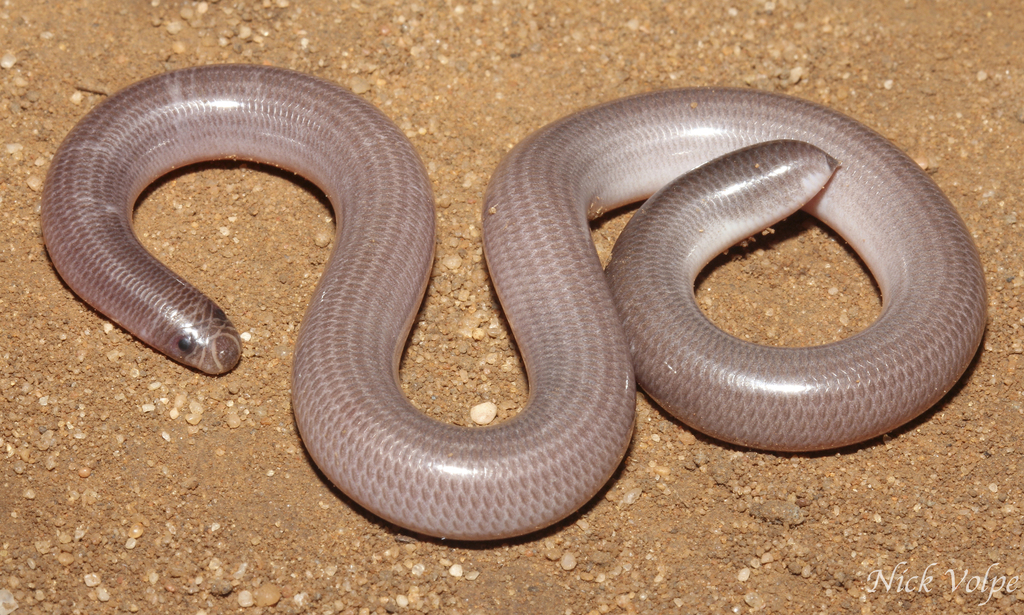 Dark-Spined Blind Snake