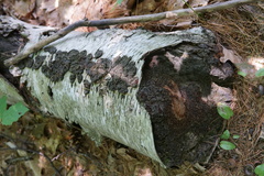 Phellinus betulinus