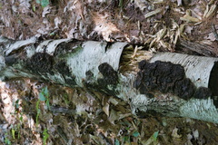 Phellinus betulinus