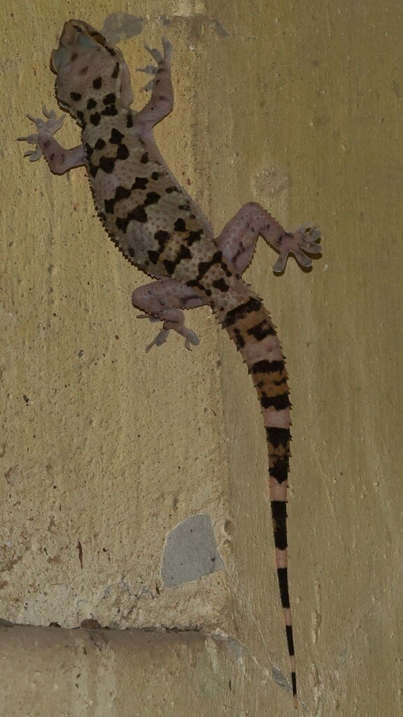 Giant Spotted Gecko from BNHS CEC on November 4, 2023 at 09:32 PM by ...