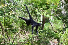 Peruvian Spider Monkey photo 5