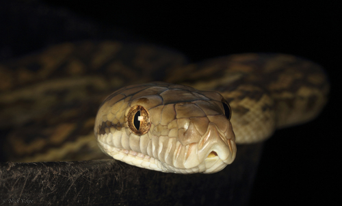 Australian Scrub Python sighting
