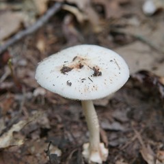Amanita aestivalis