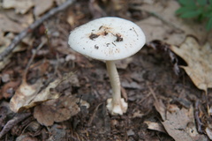 Amanita aestivalis