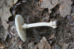 Amanita aestivalis