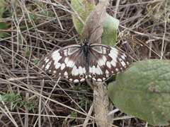 Melanargia larissa