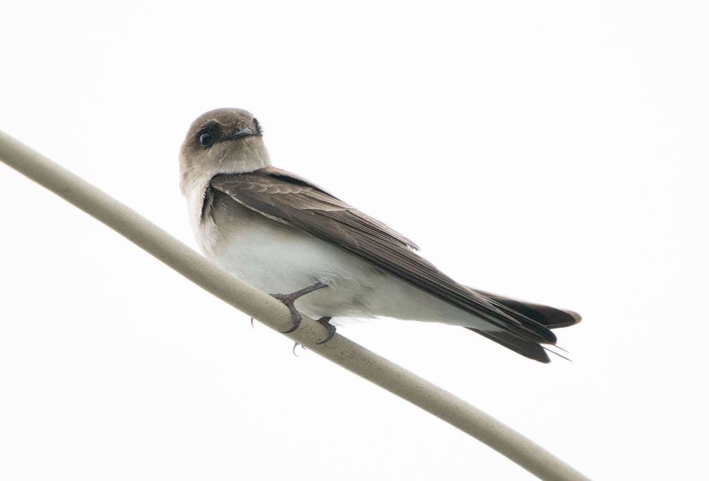 Gray-throated Martin photo