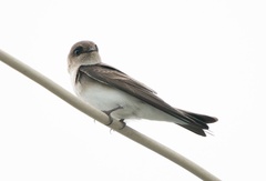 Gray-Throated Martin photo 1