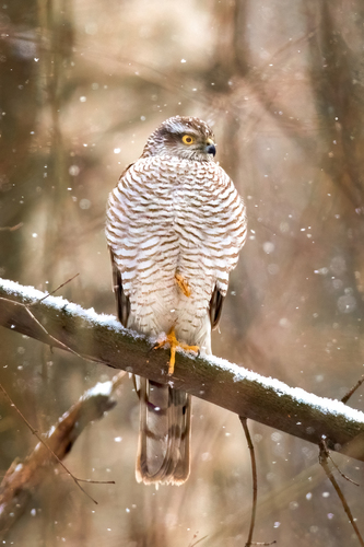 Gavilán común (Accipiter nisus)
