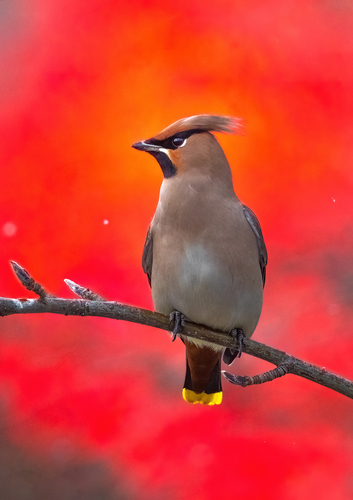 Ampelis europeo (Bombycilla garrulus)