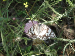 Melanargia larissa