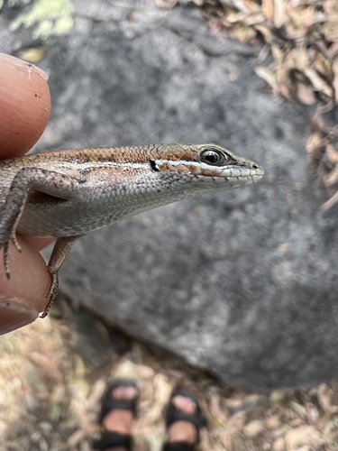 Orange-flanked Rainbow Skink, Carlia rubigo