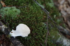 Loweomyces fractipes