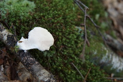 Loweomyces fractipes