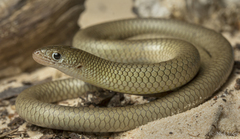 Butler's Legless Lizard photo 1