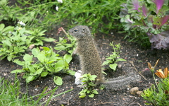 Poliocitellus franklinii